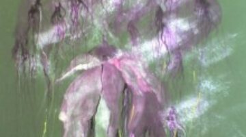 Profumo forte dei fiori viola che un giardiniere funambolo aveva appeso in aria